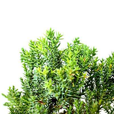 Juniper Procumbens Nana ~Bonsai Starter Plant~ - 9GreenBox