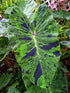 Mojito Elephants Ear - Colocasia - 4" Pot - Indoors/Out - 9GreenBox