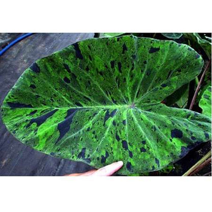 Mojito Elephants Ear - Colocasia - 4&quot; Pot - Indoors/Out - 9GreenBox
