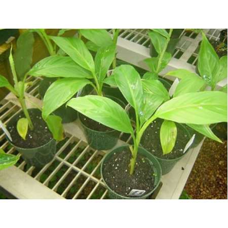 Baby Musa Basjoo cold hardy banana plant - 9GreenBox
