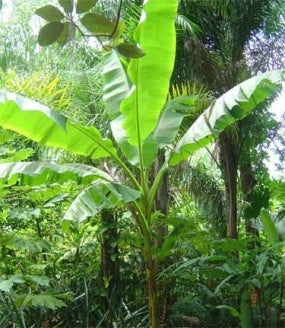 Baby Musa Basjoo cold hardy banana plant - 9GreenBox