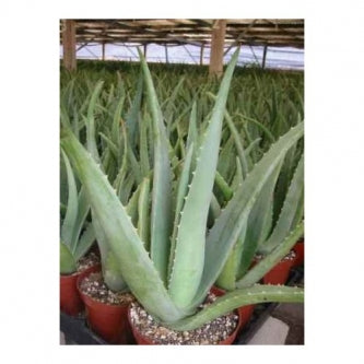 Aloe Vera Medicine Plant - 9GreenBox