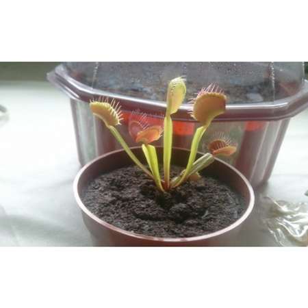 Venus Fly Trap Plant - CARNIVOROUS - Dionaea - 2&quot; pot&quot; - 9GreenBox