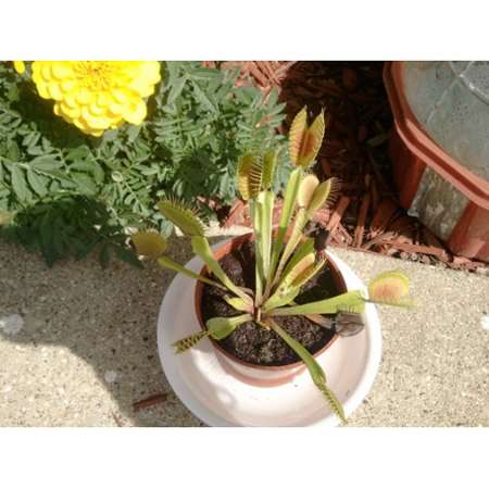 Venus Fly Trap Plant - CARNIVOROUS - Dionaea - 2&quot; pot&quot; - 9GreenBox