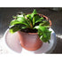 Venus Fly Trap Plant - CARNIVOROUS - Dionaea - 2" pot" - 9GreenBox
