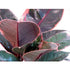 Strawberry & Cream Ruby Rubber Tree Plant - Ficus - 9GreenBox