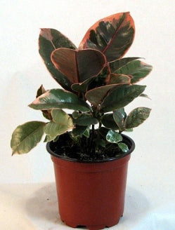 Strawberry &amp; Cream Ruby Rubber Tree Plant - Ficus - 9GreenBox