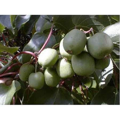 Hardy Meader Kiwi Plant - Actinidia - MALE - Tasty! - 9GreenBox