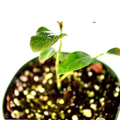 Toro Blueberry Plant - Huge Berries - Early - Self Fertile - 9GreenBox