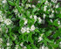 Jasmine Confederate -Favorite Intensely Fragrant Easy to Grow Vine Jasmine St... - 9GreenBox