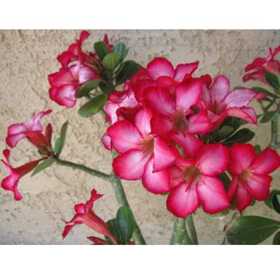 9GreenBox - Desert Rose Bonsai - 12&