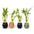 Live 3 Style Party Set of 4 Bamboo Plant Arrangement w/ Ceramic Vase - 9GreenBox