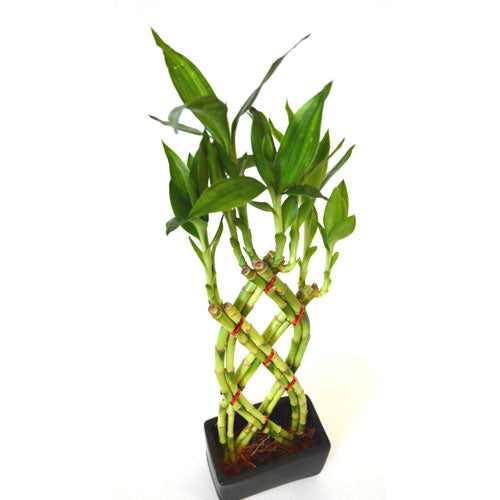 9GreenBox - Live 8 Braided Style Lucky Bamboo Plant Arrangement with Black Vase - 9GreenBox