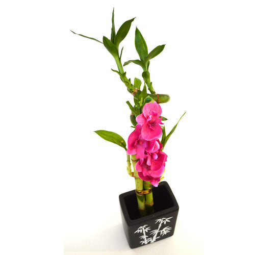 9GreenBox - Lucky Bamboo Spiral Style with Silk Flowers and Large Black Ceramic Vase - 9GreenBox