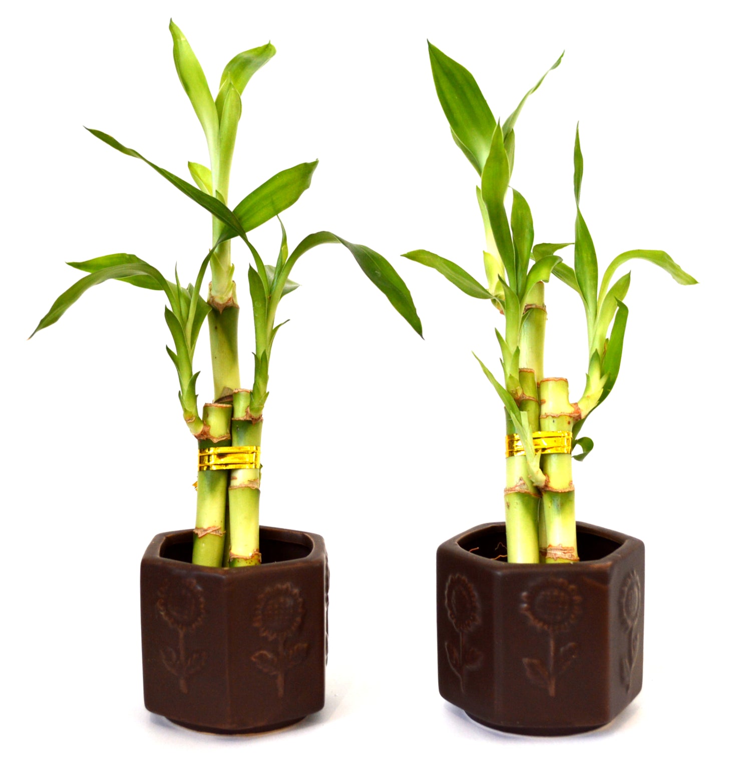 9GreenBox - Live 3 Style Party Set of 2 Bamboo Plant Arrangement w/ Ceramic Vase - 9GreenBox