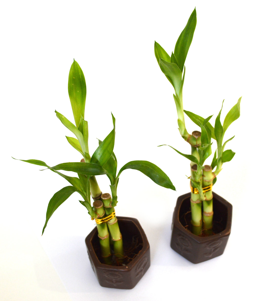 9GreenBox - Live 3 Style Party Set of 2 Bamboo Plant Arrangement w/ Ceramic Vase - 9GreenBox