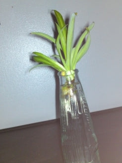 Ocean Spider Plant - Easy to Grow - Cleans the Air -NEW - 9GreenBox