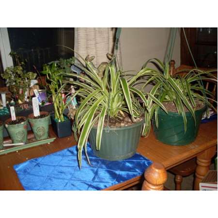 Chlorophytum comosum 'Ocean' - Spider Plant (4.5 Pot)