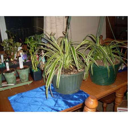 Ocean Spider Plant - Easy to Grow - Cleans the Air -NEW - 9GreenBox