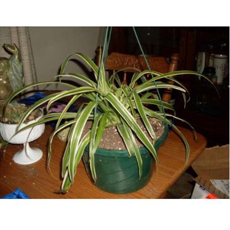 Ocean Spider Plant - Easy to Grow - Cleans the Air -NEW - 9GreenBox