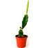 9GreenBox - Dragon Fruit Plant - Hylocereus - Pitaya/Strawberry Pear - 3" Pot - 9GreenBox