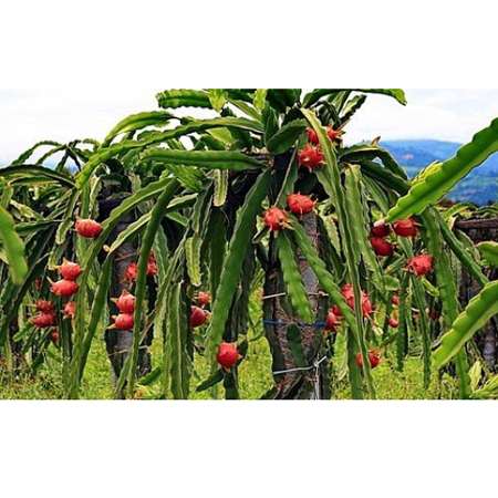 9GreenBox - Dragon Fruit Plant - Hylocereus - Pitaya/Strawberry Pear - 3&quot; Pot - 9GreenBox