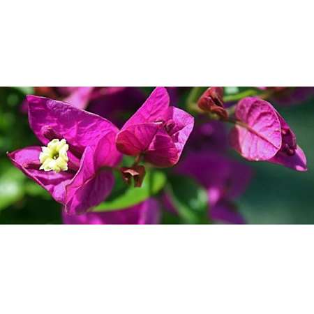 Royal Purple Bougainvillea Plant - 3&quot; Pot - 9GreenBox