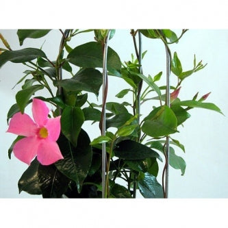 Pink Brazilian Jasmine Plant - 3&quot; Pot - 9GreenBox