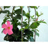 Pink Brazilian Jasmine Plant - 3" Pot - 9GreenBox