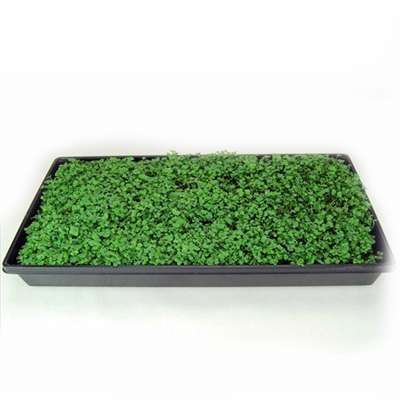 10 Plant Growing Trays (No Drain Holes) - 20&quot; x 10&quot; - Perfect Garden Seed Starter Grow Trays: For Seedlings, Indoor Gardening, Growing Microgreens, Wheatgrass &amp; More - Soil or Hydroponic - 9GreenBox