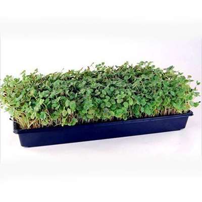 10 Plant Growing Trays (No Drain Holes) - 20&quot; x 10&quot; - Perfect Garden Seed Starter Grow Trays: For Seedlings, Indoor Gardening, Growing Microgreens, Wheatgrass &amp; More - Soil or Hydroponic - 9GreenBox