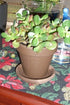 9GreenBox - Jade Plant - 2" Pot - 9GreenBox