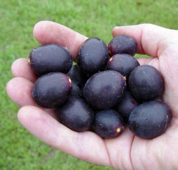 Southern Home Muscadine Grape Plant - 4&quot; Pot - 9GreenBox