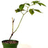 9GreenBox - Natchez Thornless Blackberry Plant - 4" Pot - 9GreenBox