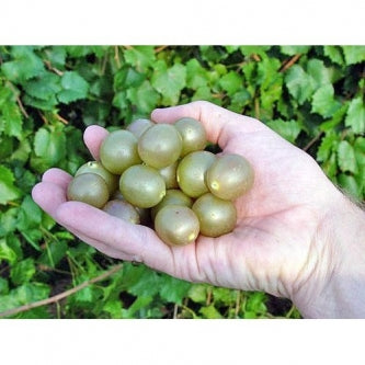 Bronze Higgins Muscadine Grape Plant - 9GreenBox