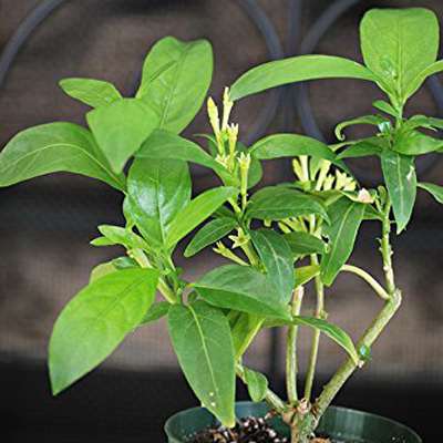 Jasmine Night Blooming Plant - Cestrum 4 inch pot - 9GreenBox