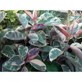 Strawberry Pink with Cream Ruby Rubber Tree - 4&quot; Pot - 9GreenBox