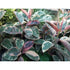 Strawberry Pink with Cream Ruby Rubber Tree - 4" Pot - 9GreenBox
