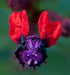 The Bat Faced Flower - 4" Pot - 9GreenBox
