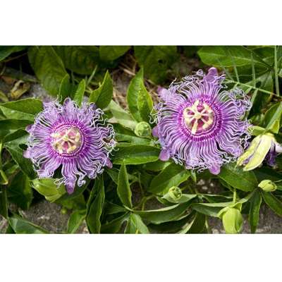 MAYPOP PURPLE PASSION FLOWER PLANT (PASSIFLORA INCARNATA) - 9GreenBox