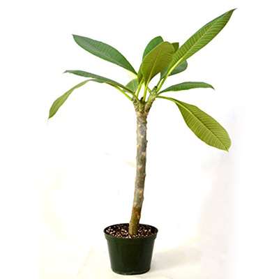 Live &quot;Dwarf Singapore Pink&quot; Plumeria grafted FRAGRANT - 9GreenBox