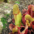 Sarracenia Carnivorous Pitcher Plant rare green - gift box- terrarium - 9GreenBox