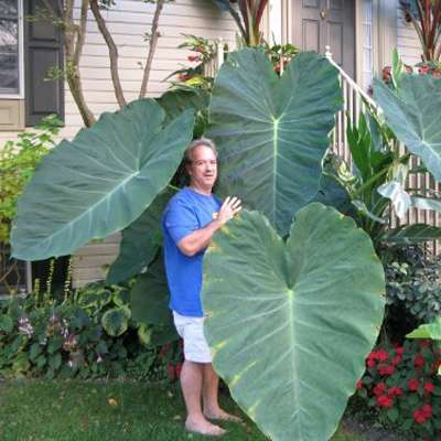 colocasia - jacks giant - biggest plant - 9GreenBox