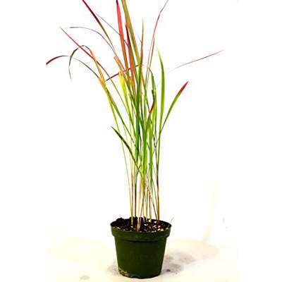 Japanese Blood Grass - I. cylindrica red baron - rare color plant - 9GreenBox