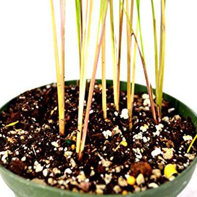 Japanese Blood Grass - I. cylindrica red baron - rare color plant - 9GreenBox
