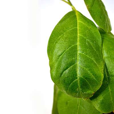 Golden yellow Brazilian Jasmine Plant - Mandevilla - Indoors or Out - 9GreenBox