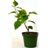 Bougainvillea rare pink / white kona pearl plant indoors/out 4" pot or bonsai - 9GreenBox