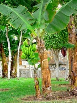 one gallon Dwarf Banana Musa &quot;Dwarf Cavendish&quot; Best House Plant - 9GreenBox