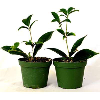 TWO Sweet Olive Tea Tree Live Plant Osmanthus - 9GreenBox