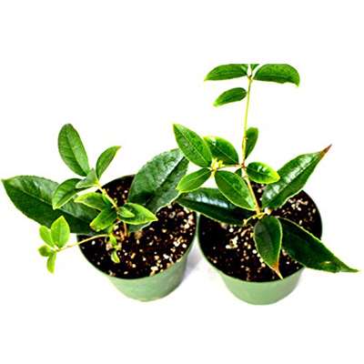 TWO Sweet Olive Tea Tree Live Plant Osmanthus - 9GreenBox